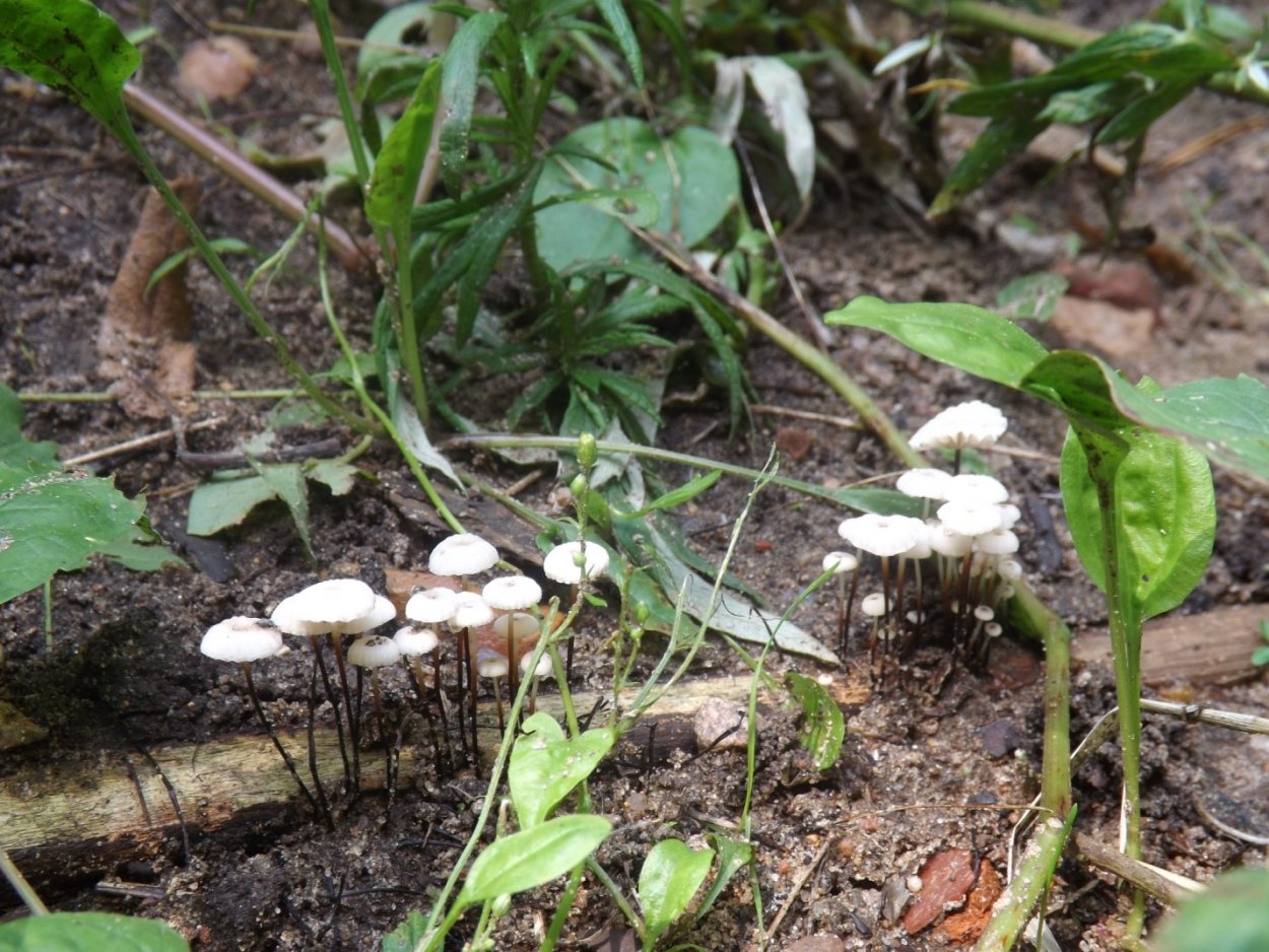 Негниючник тычинковый