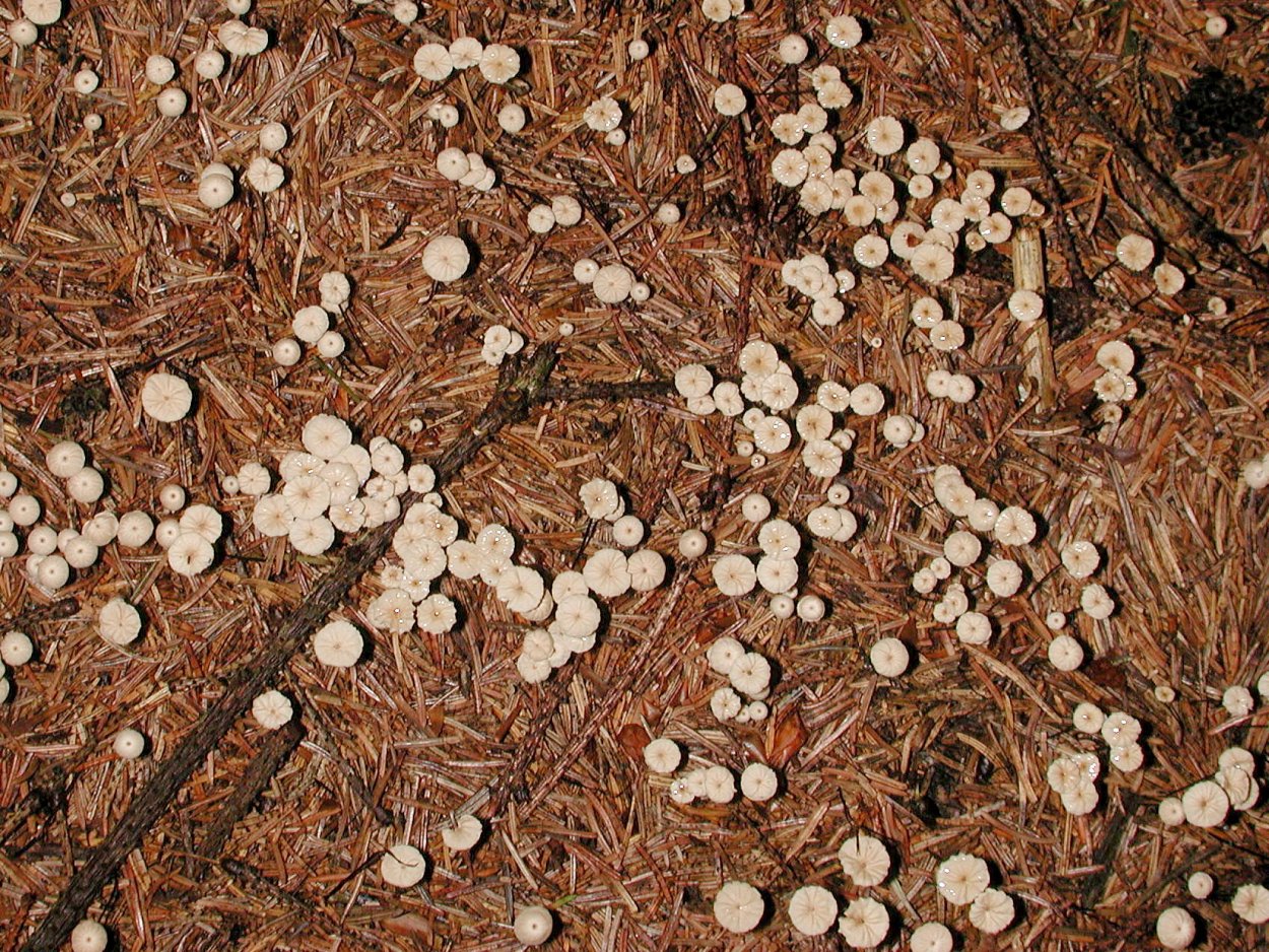 Негниючник чесночный