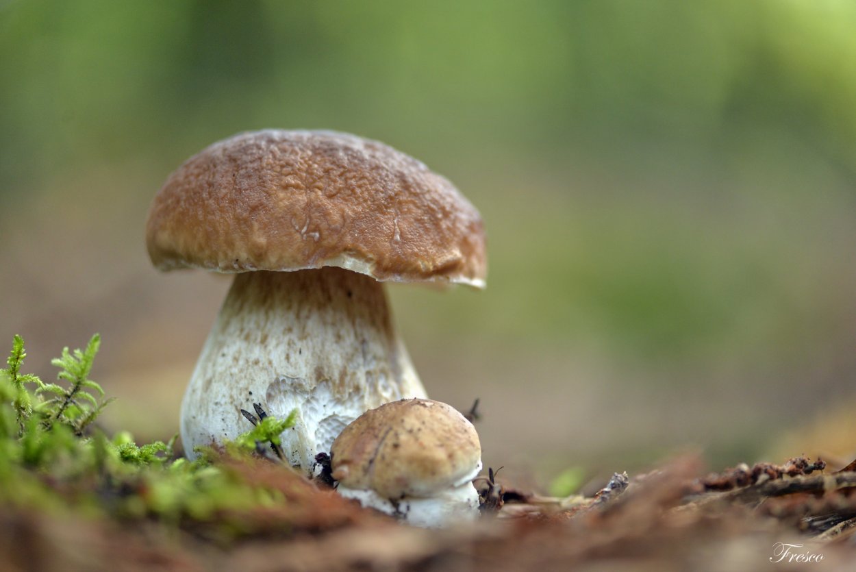 Август природа лес грибы