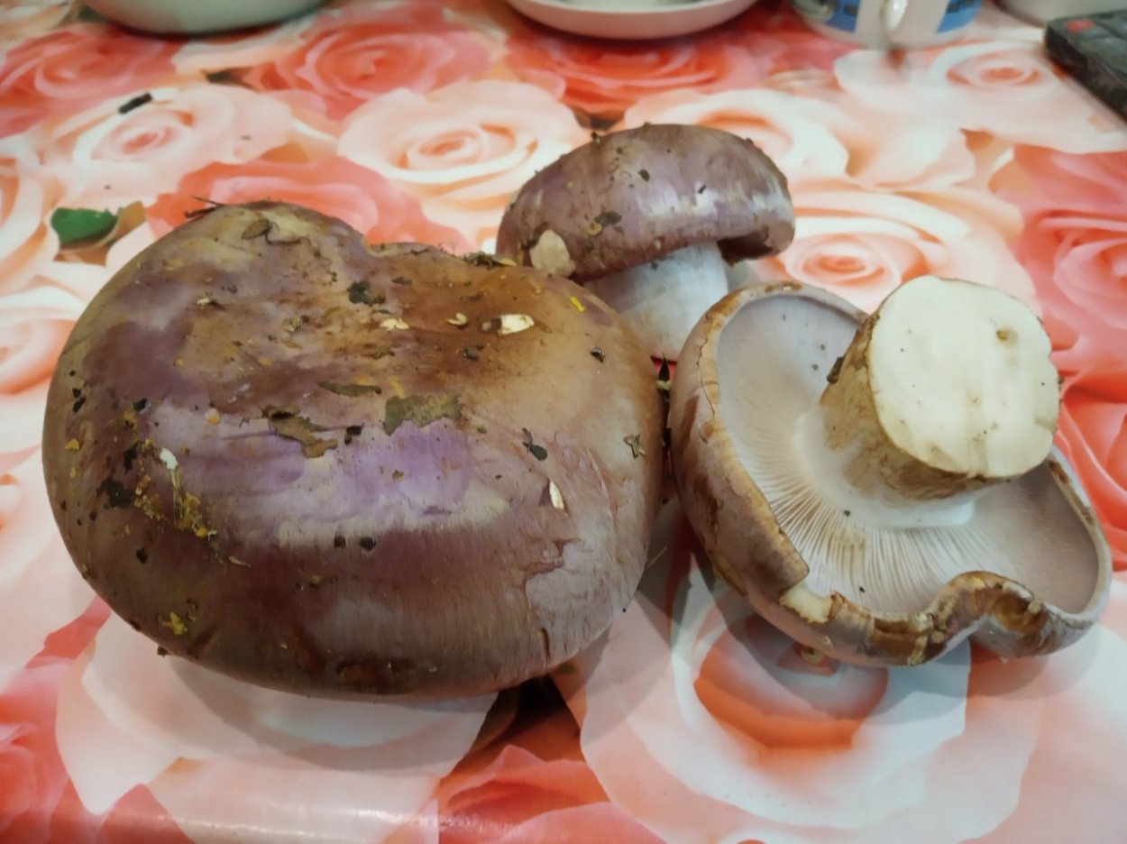 Рядовка паутинник