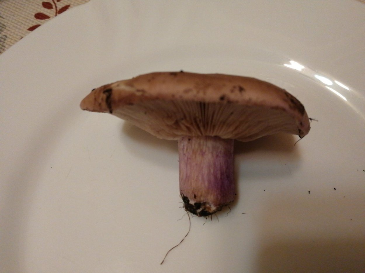 Паутинник козий гриб