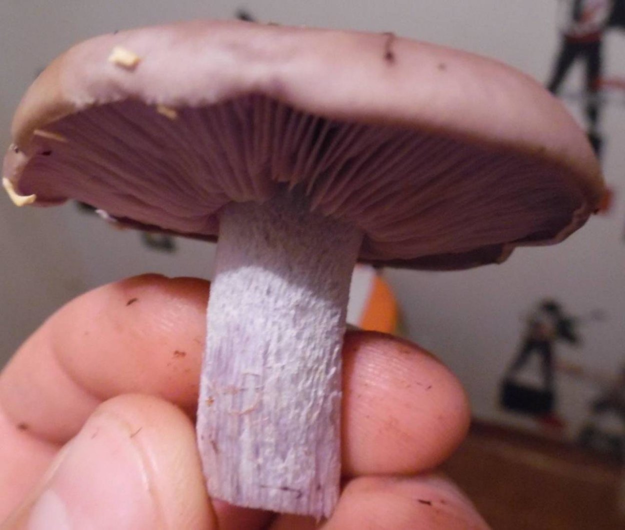 Гриб рядовка фиолетовая