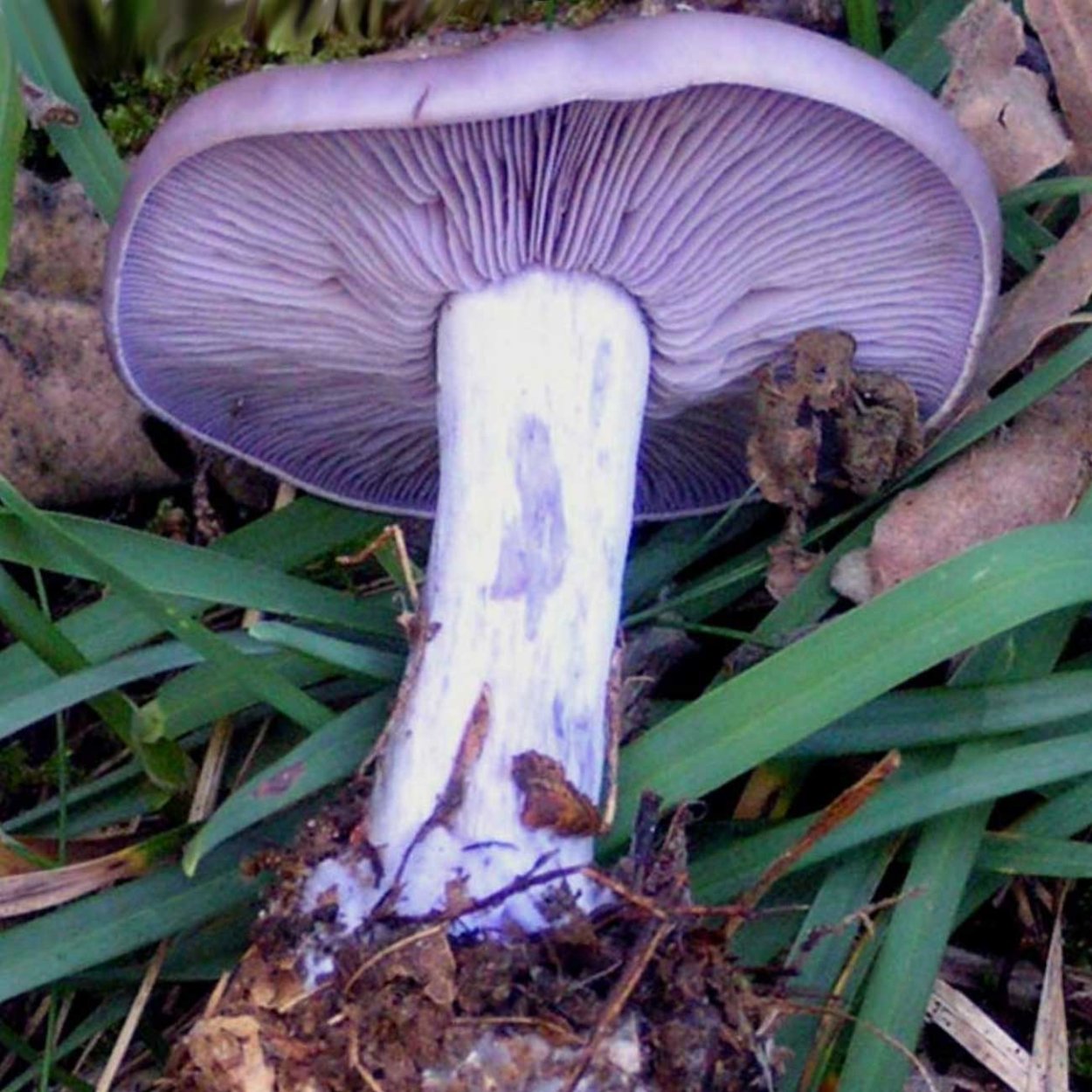 Синеножка гриб