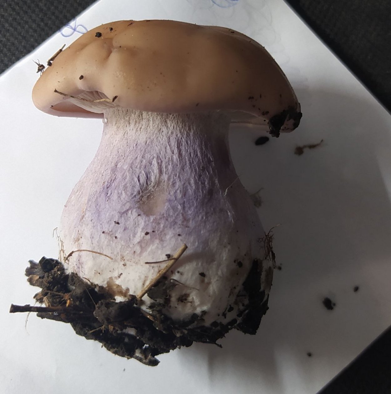 Паутинник пурпурный