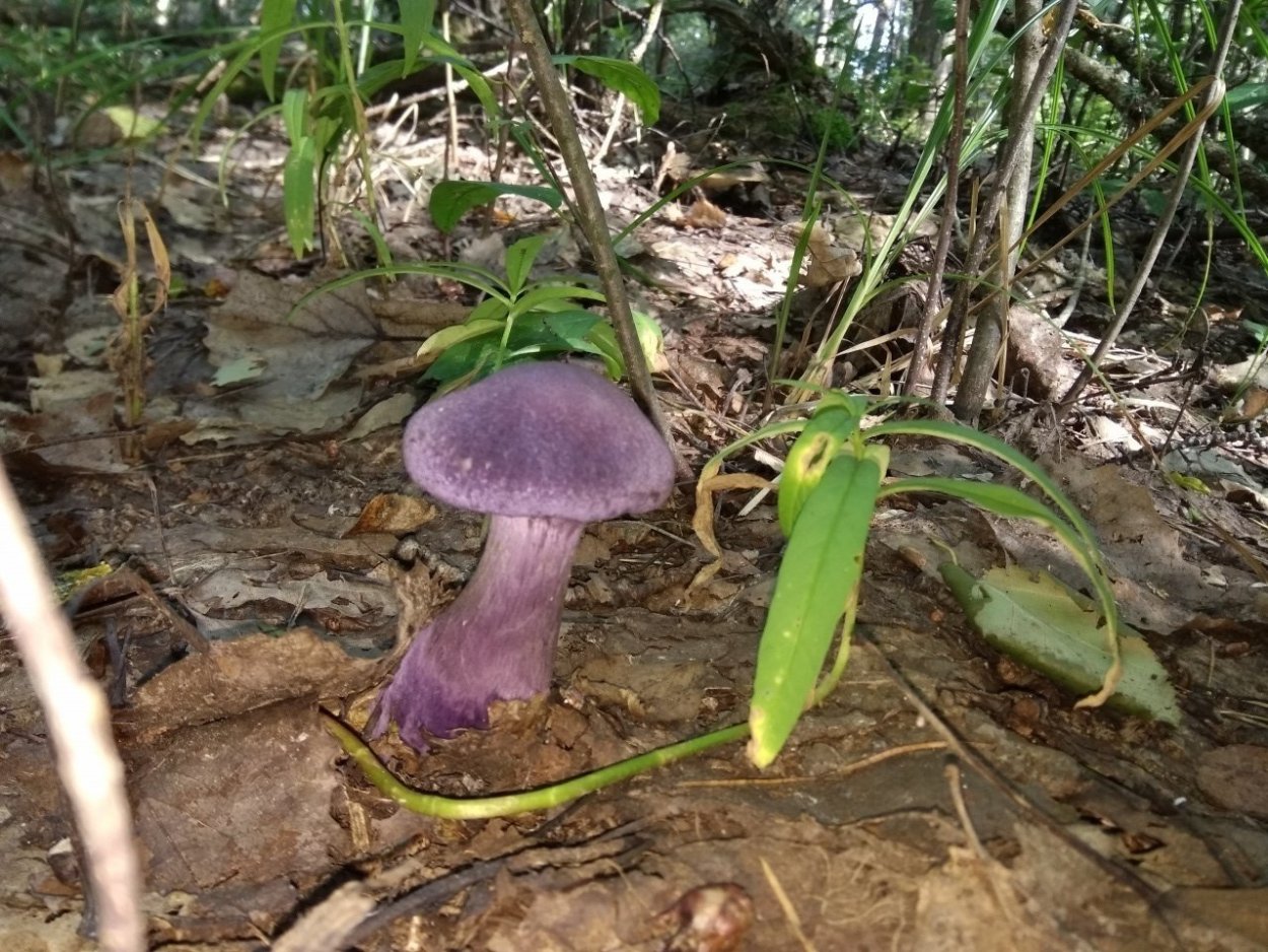 Паутинник Триумфальный гриб съедобный