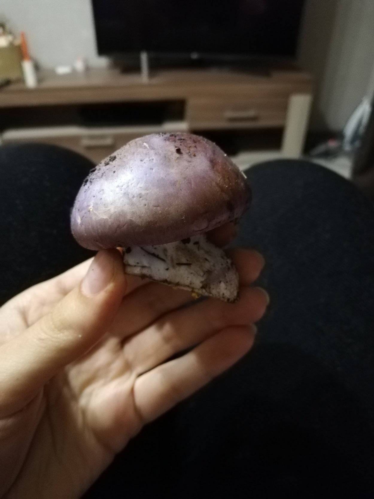 Фиолетовый гриб с толстой ножкой
