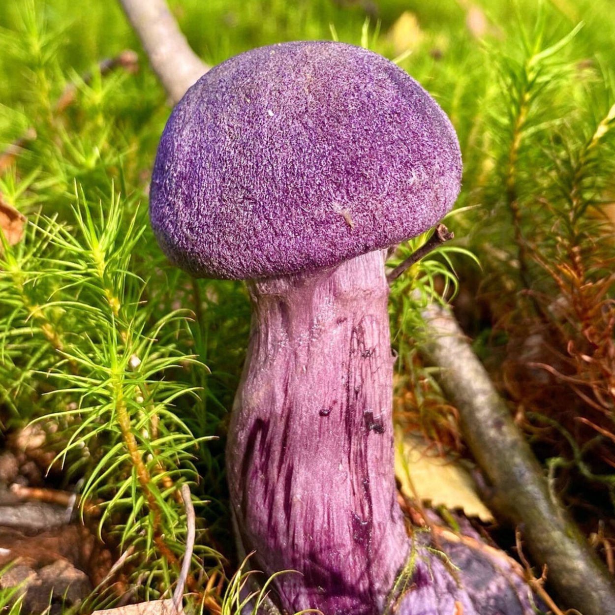 Паутинник пурпурный