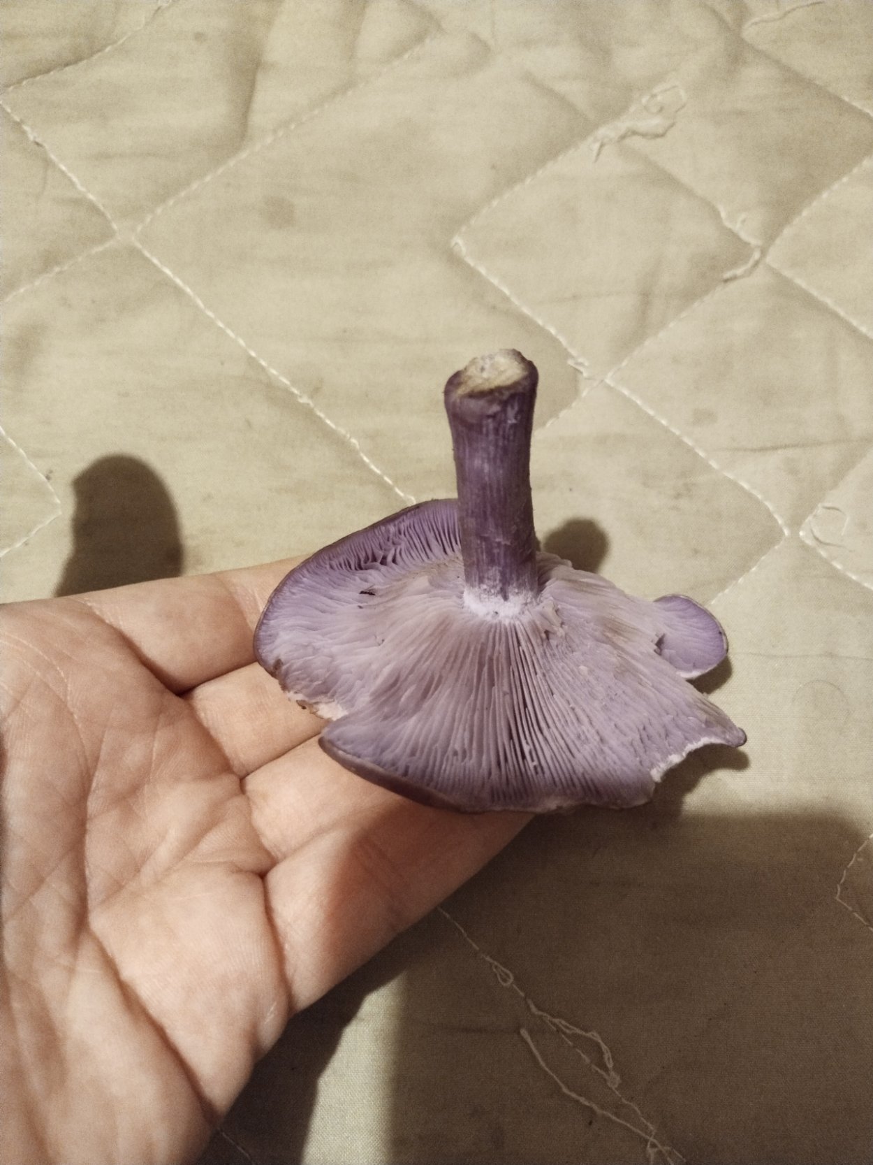 Паутинник фиолетовый