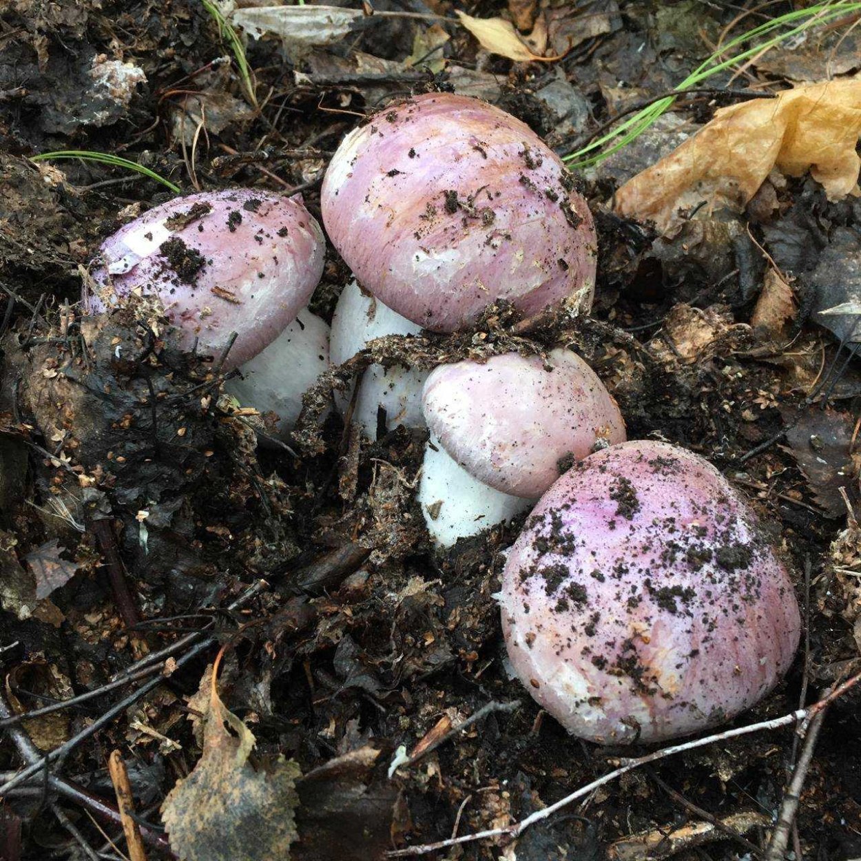 Гриб рядовка фиолетовая