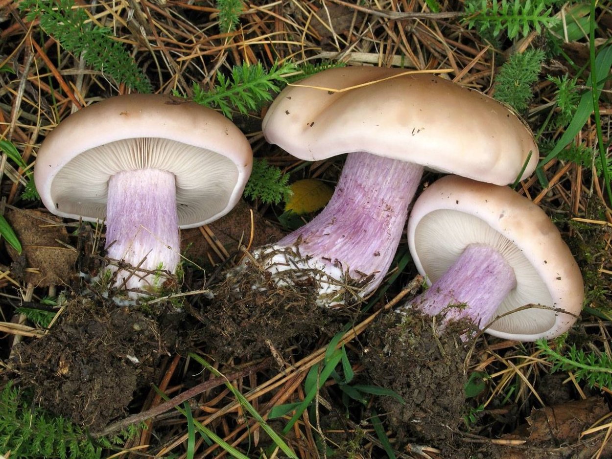 Inocybe geophylla