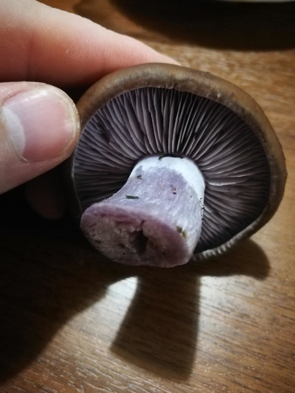 Паутинник СИЗО-голубой