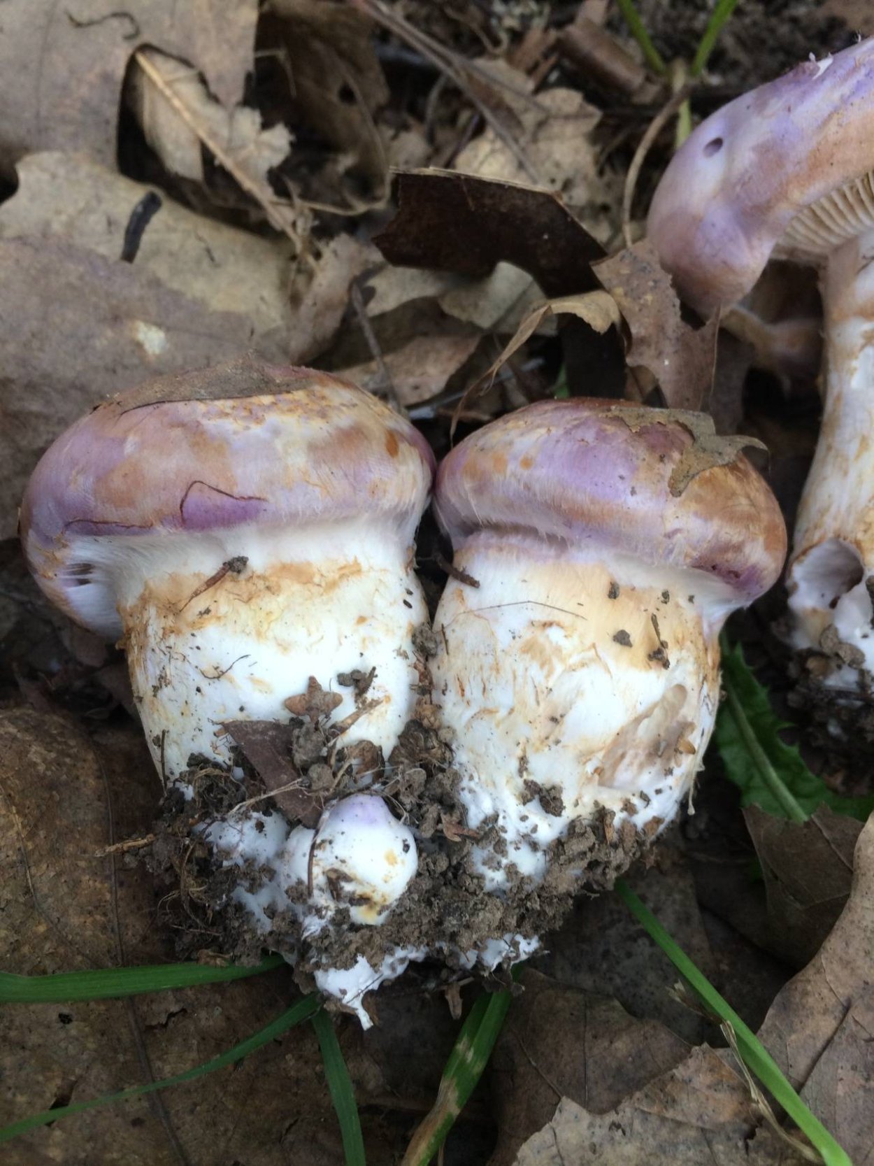 Паутинник слизевой гриб