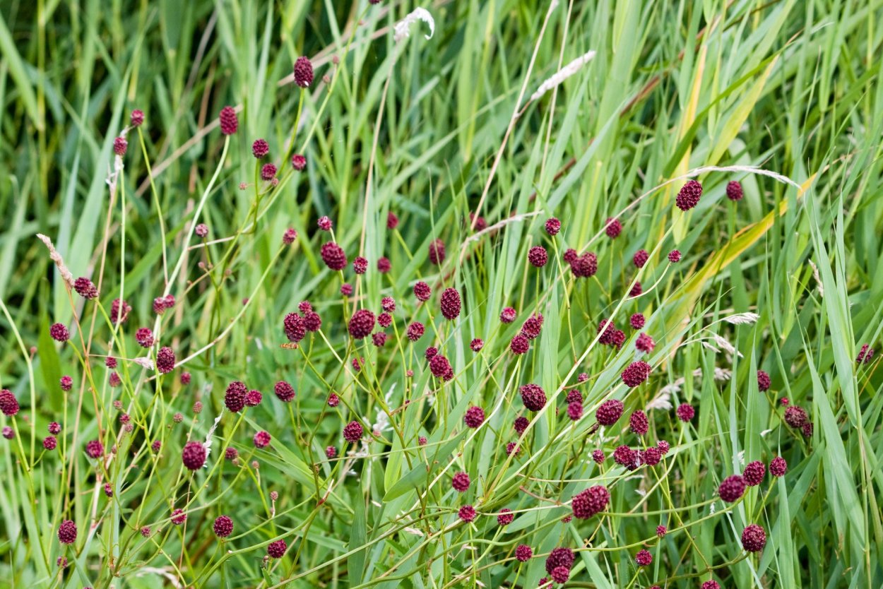 Растения Ленинградской области