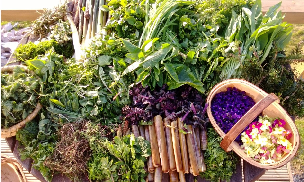 Травянистые растения в городе