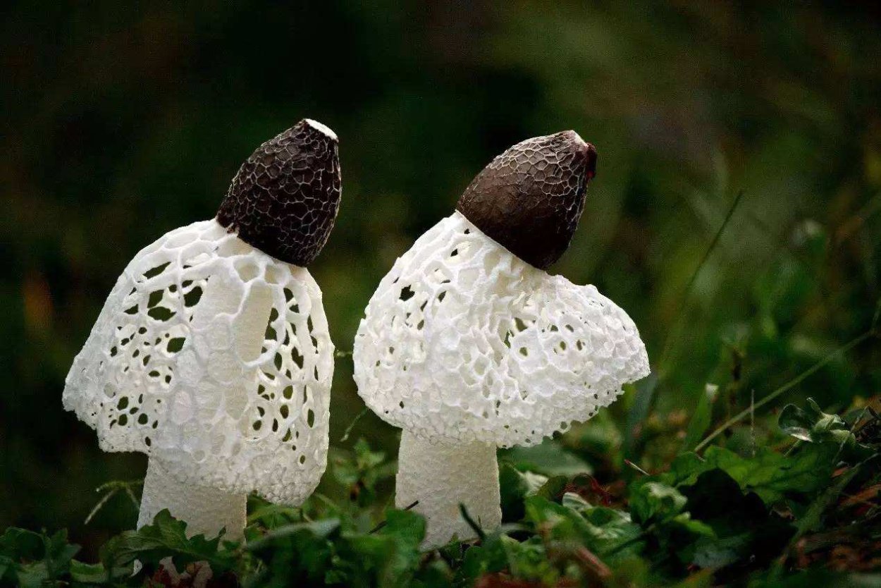 Бамбуковый гриб