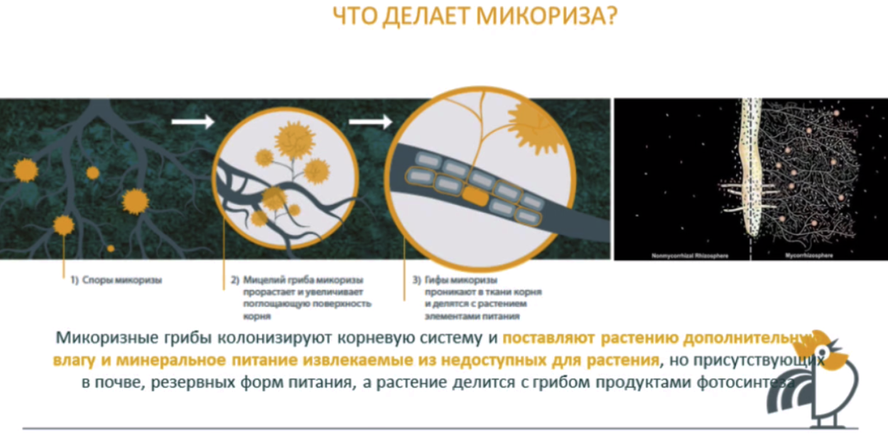 Как добавлять микоризу. Триходерма и микориза. Микориза внутренняя. Микориза в почве. Микориза осин.