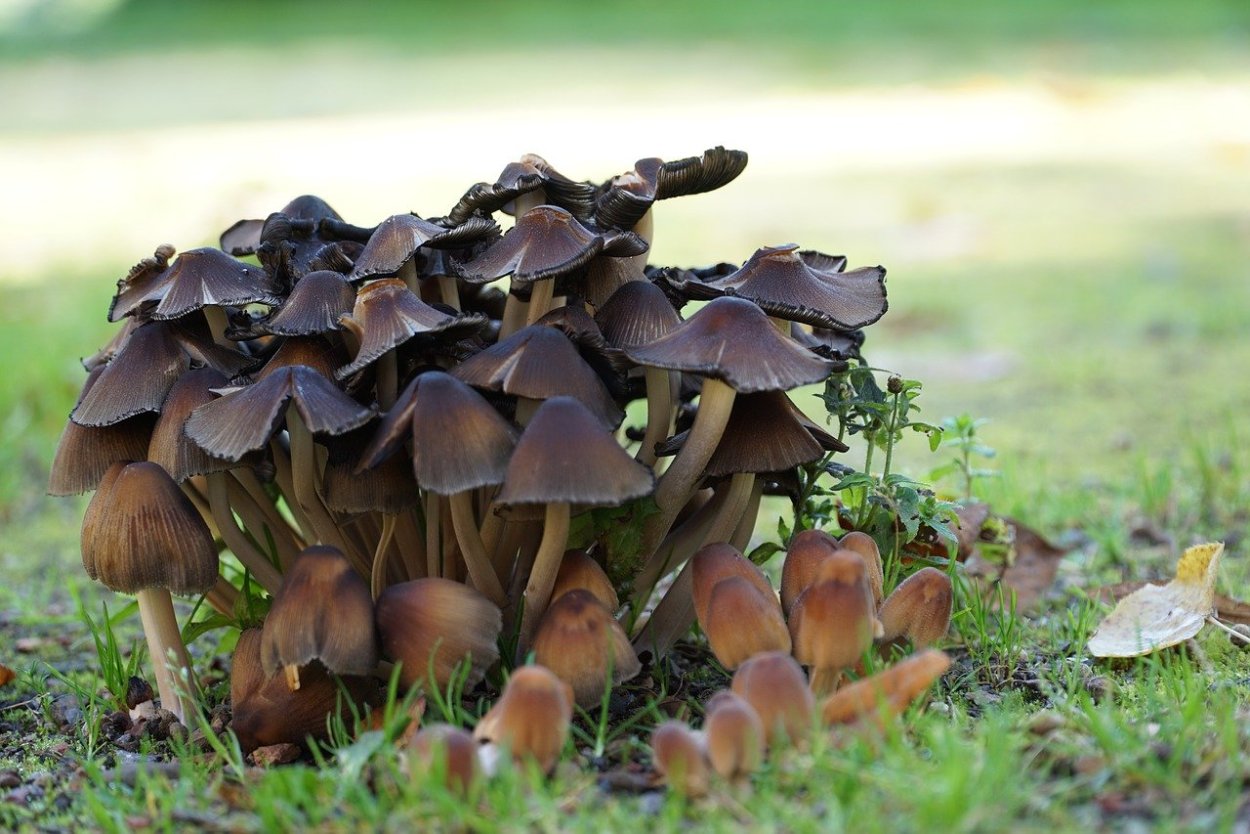 Осенние съедобные лесные грибы