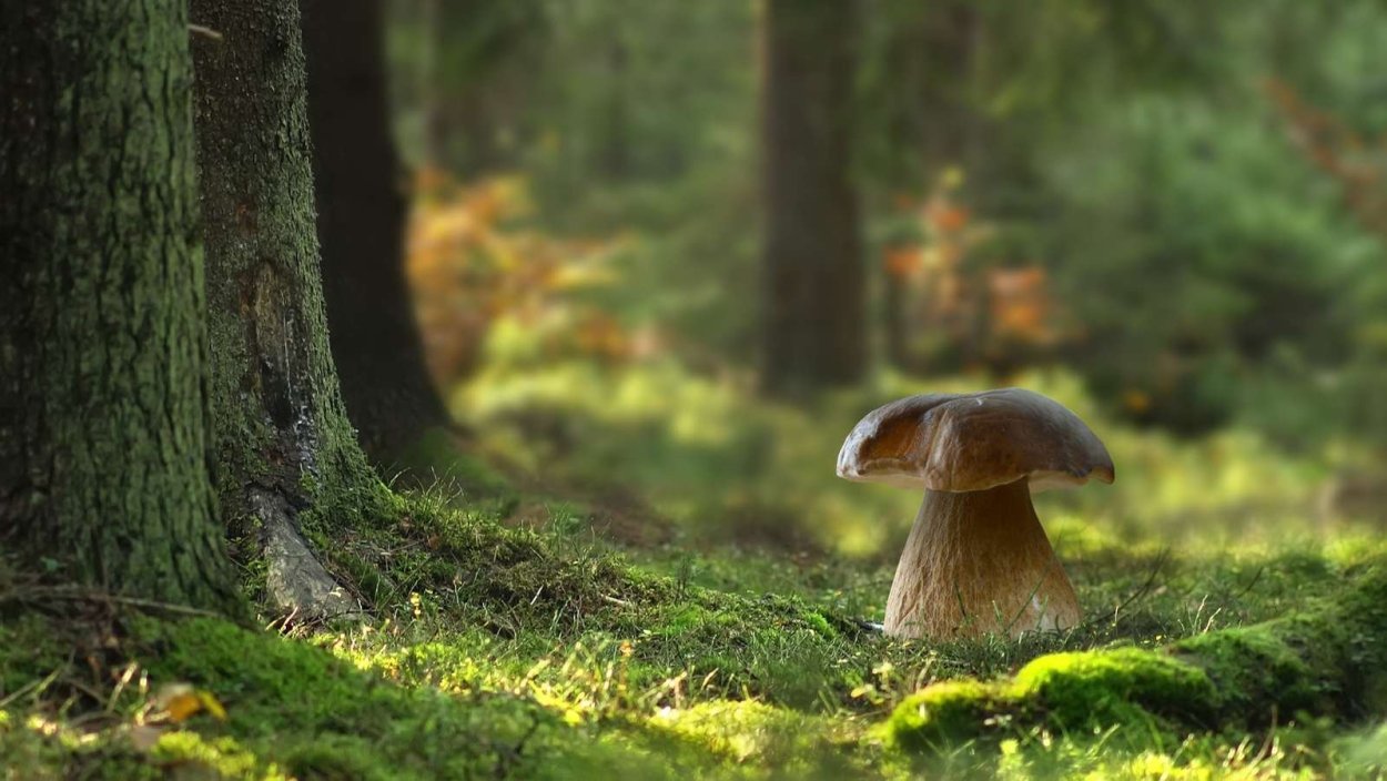 Фон леса с грибами