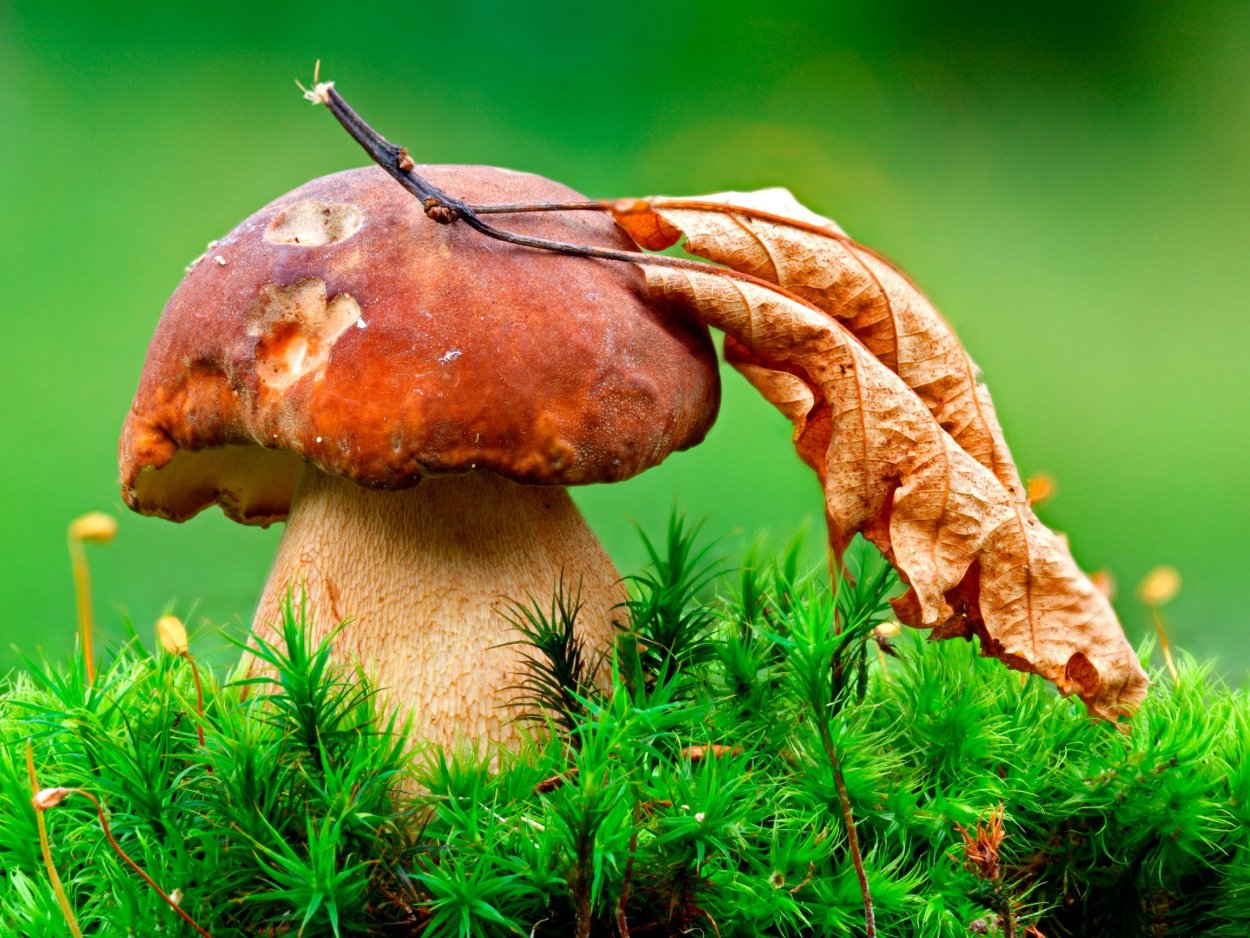 Царство грибов фильм Живая Планета