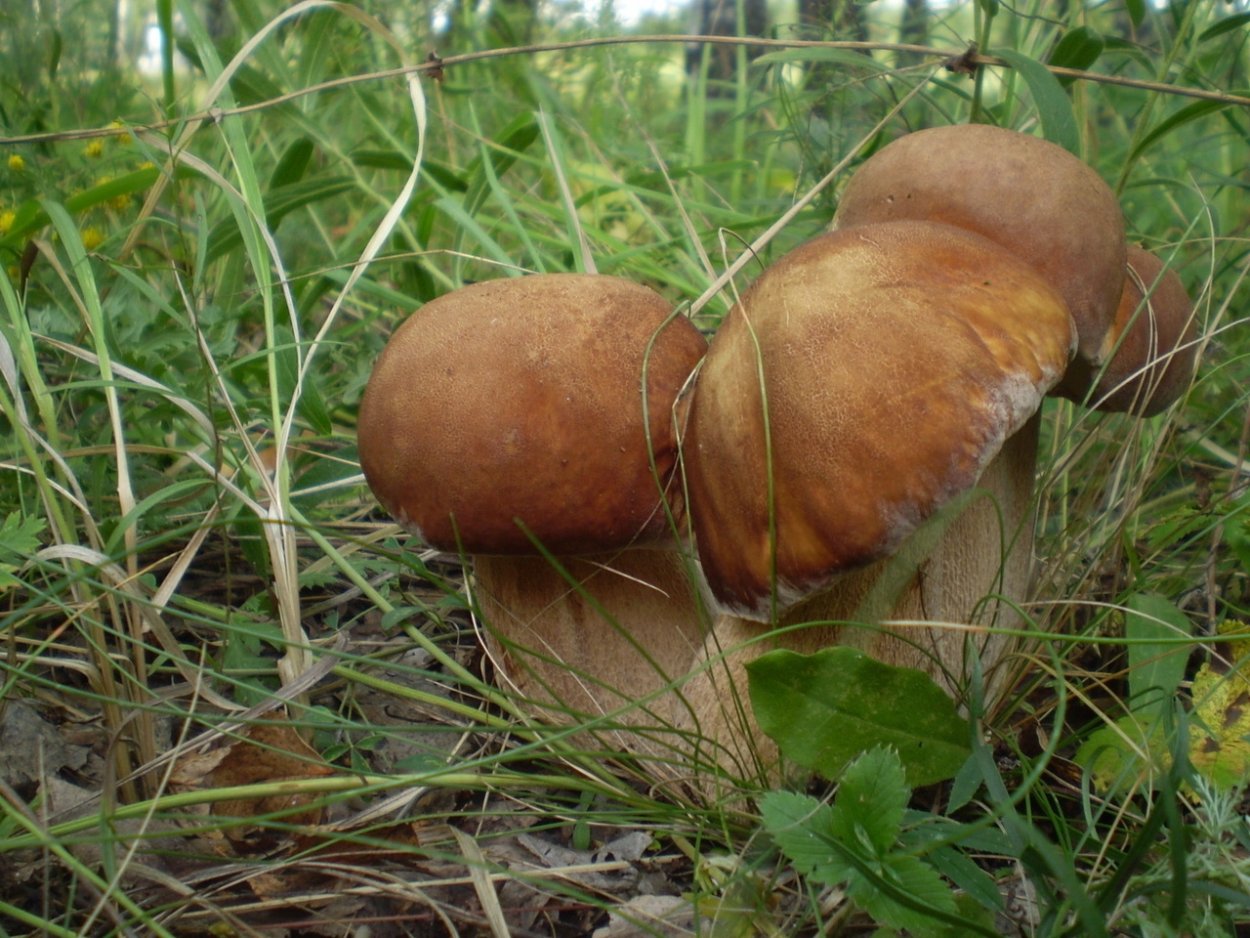 Обои на рабочий стол грибы