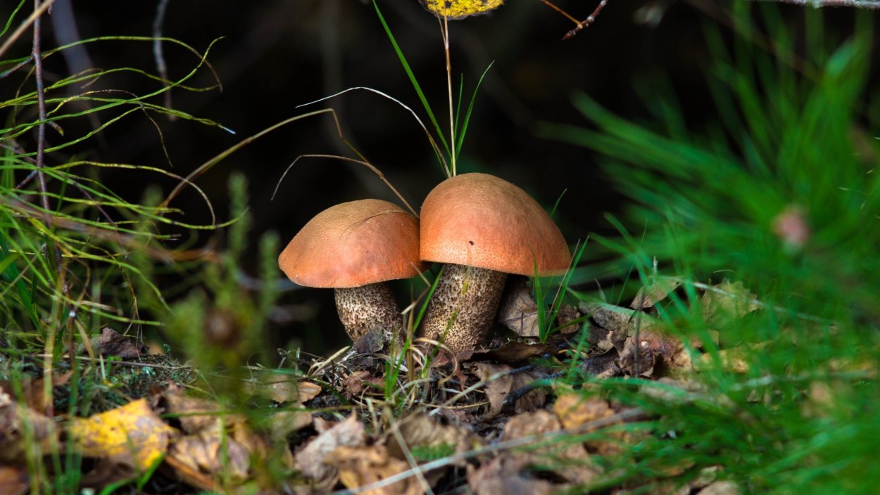 Парные обои грибы