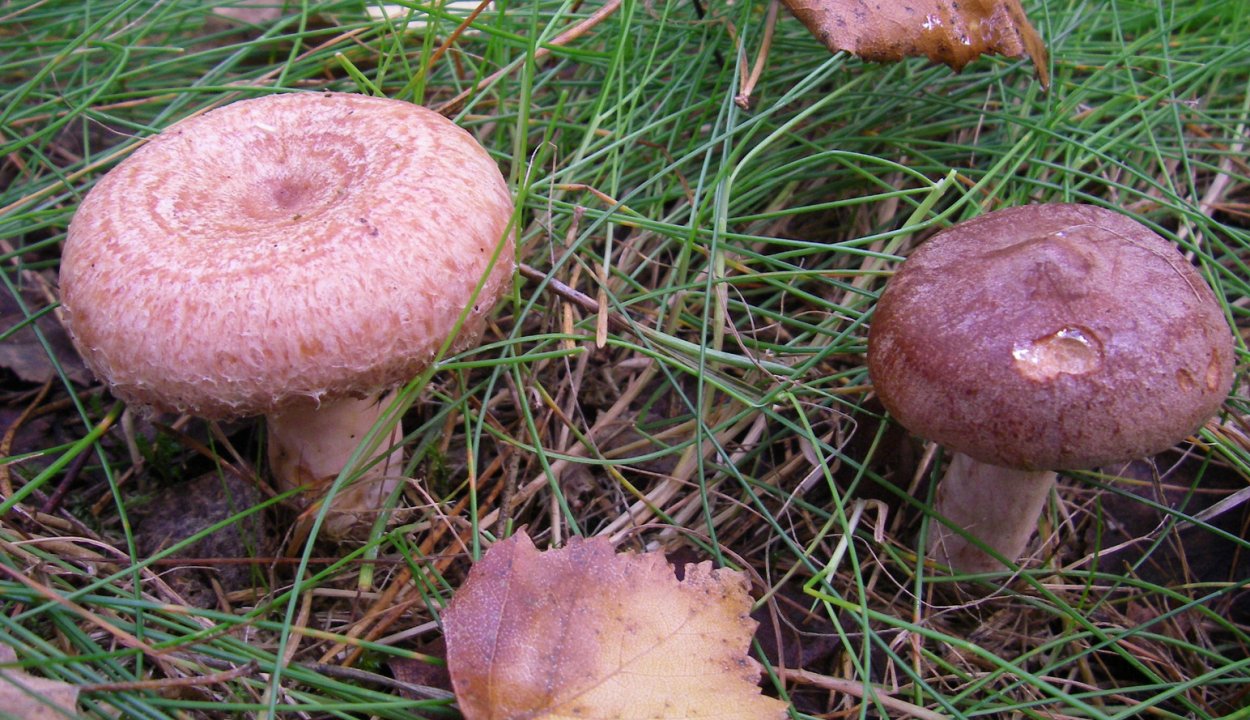 Волнушки серушки