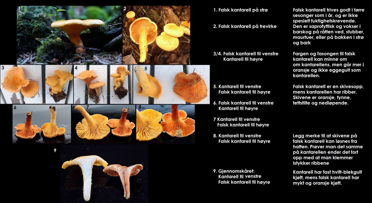 Ложная Лисичка в разрезе