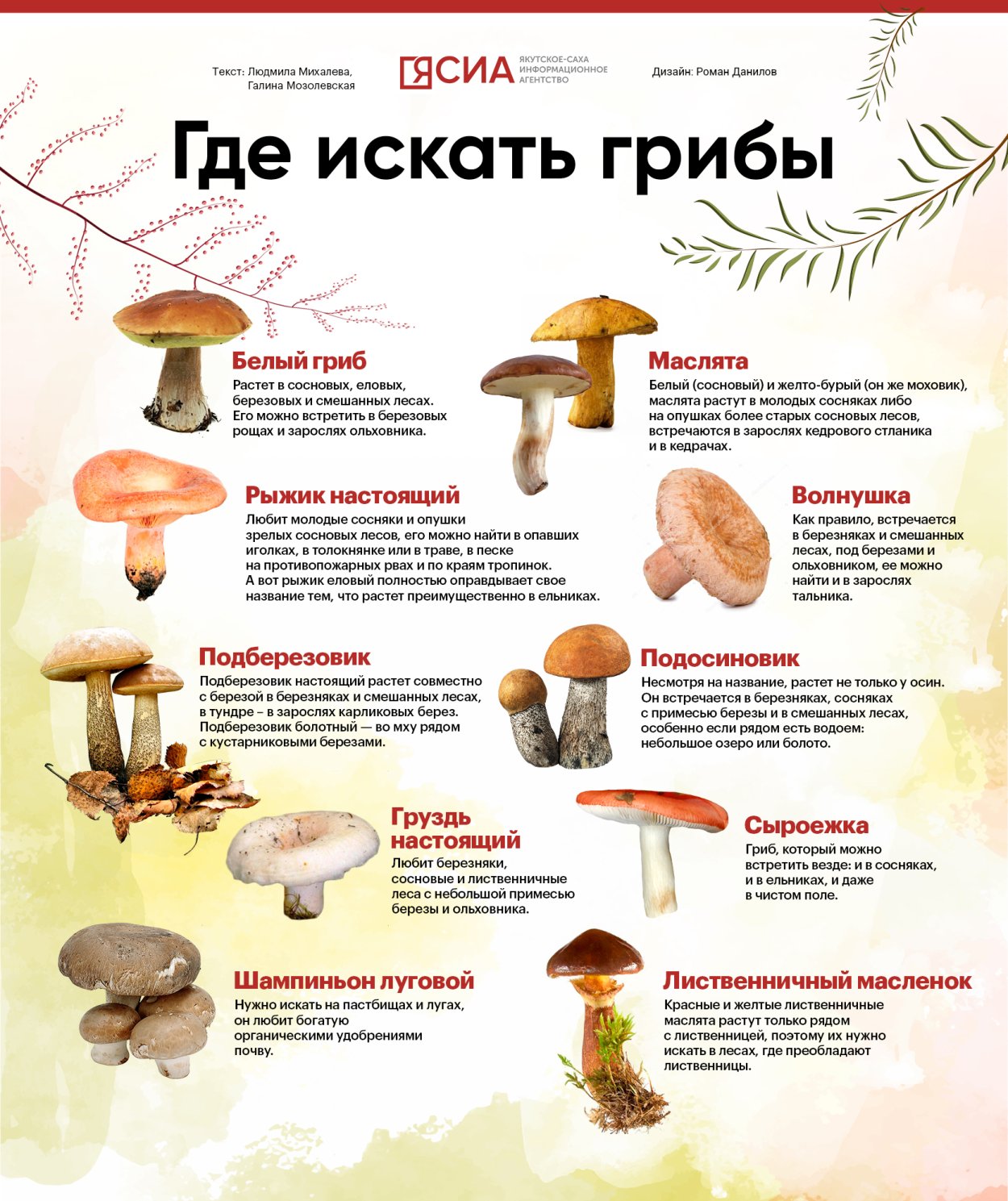 Какие грибы можно собирать