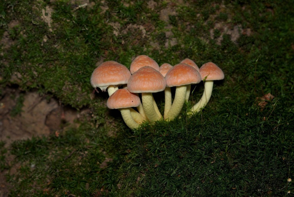 Гриб ложноопёнок кирпично красный