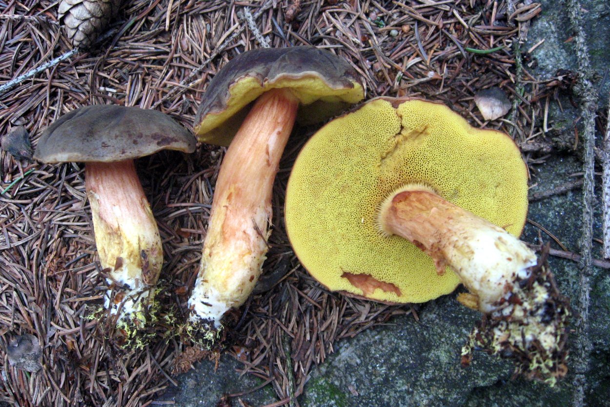 Гриб моховик ложный