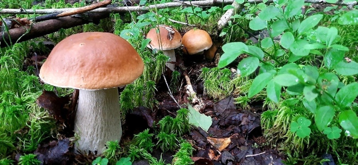 Боровик гриб в Сосновом Бору