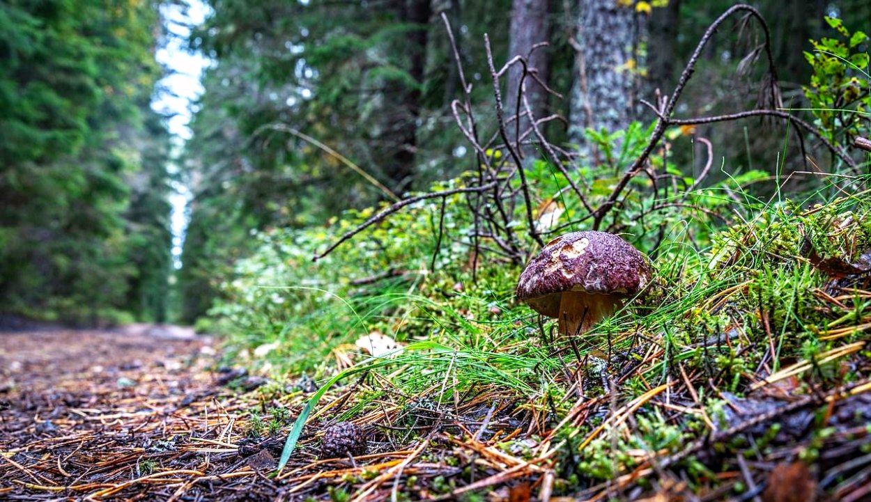 Грибы после дождя