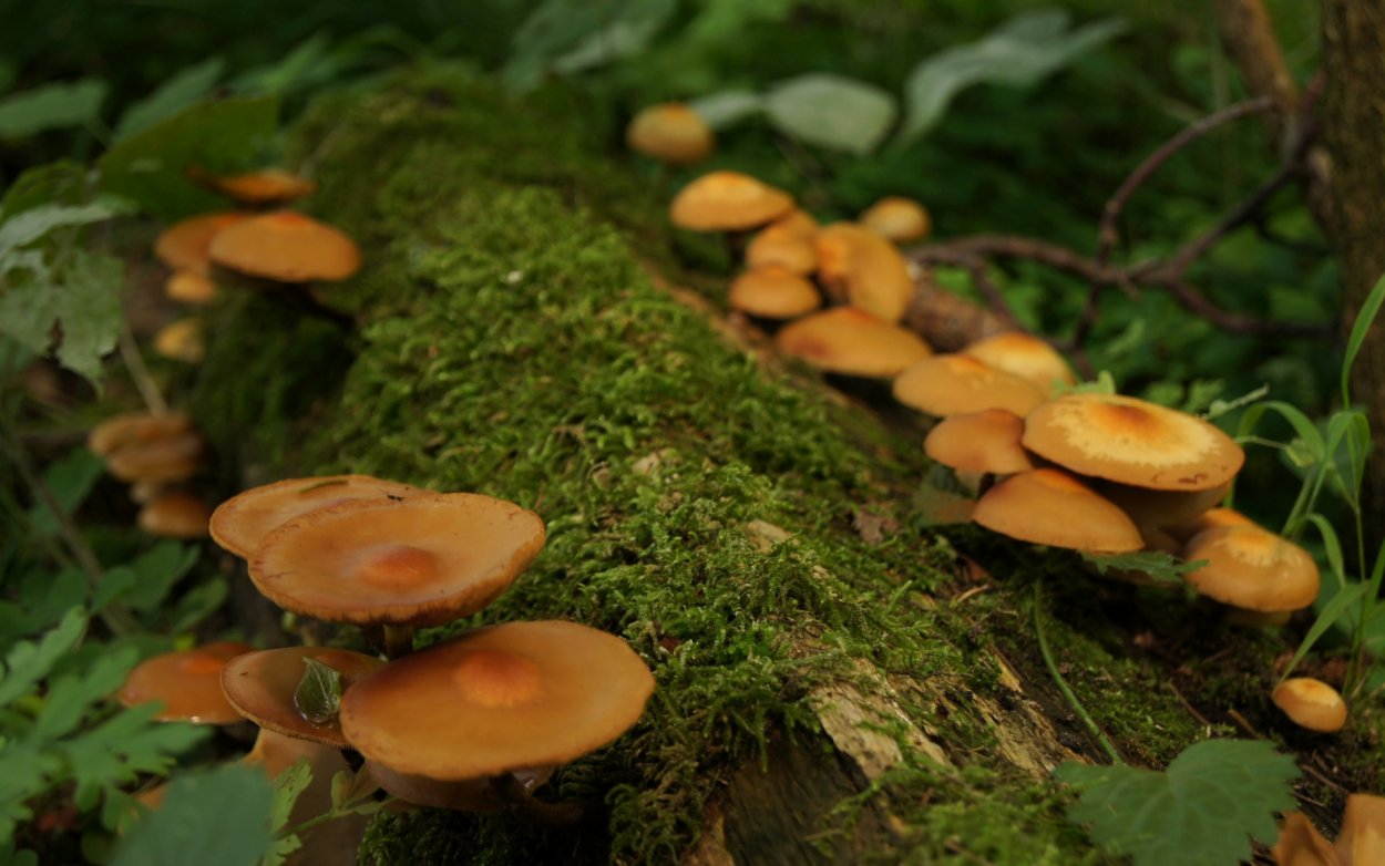 Грибы под сосной