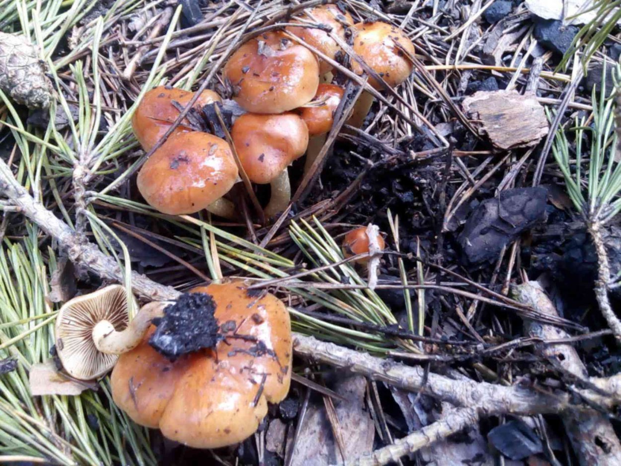 Подосиновик Ленинградская область