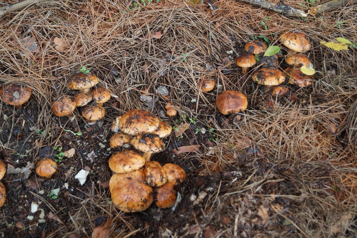 Опята Сибирские