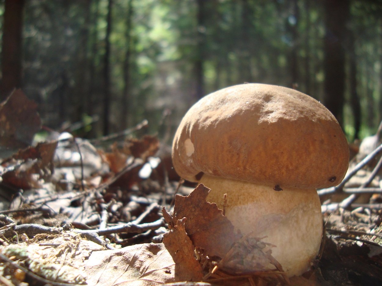 Белые грибы в Бору