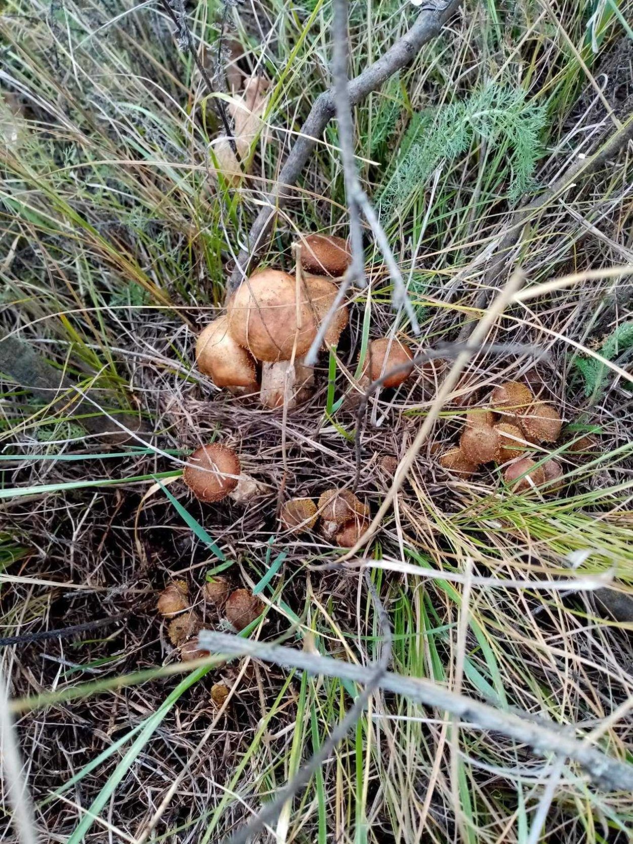 Грибы осенние в Сосновом Бору