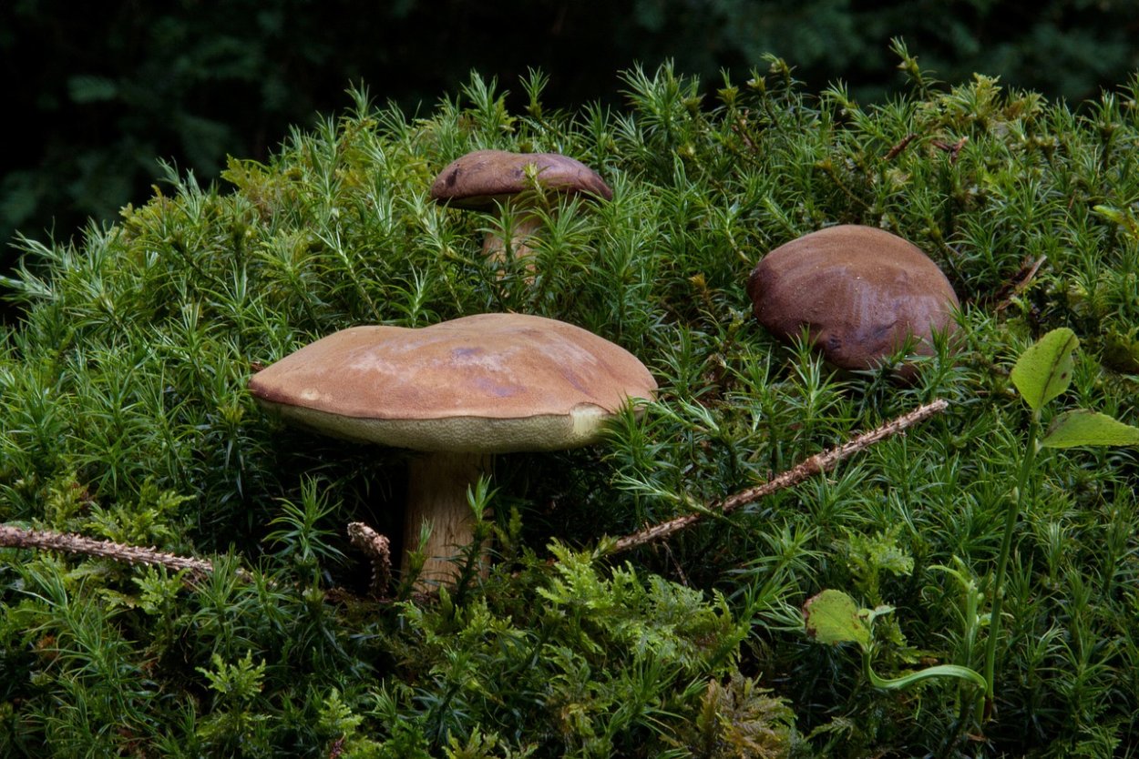 Грибы в хвойном лесу