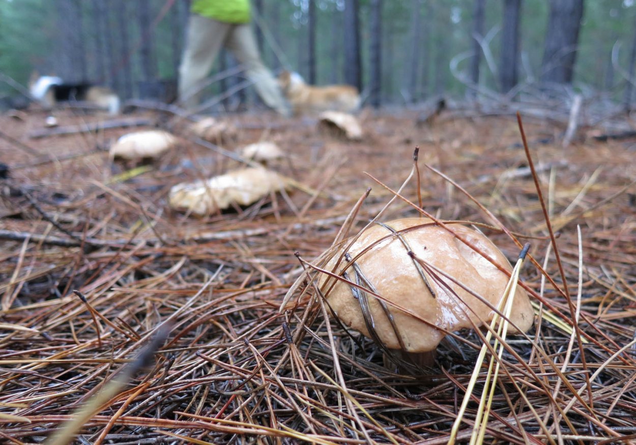 Грибы в лесу опята