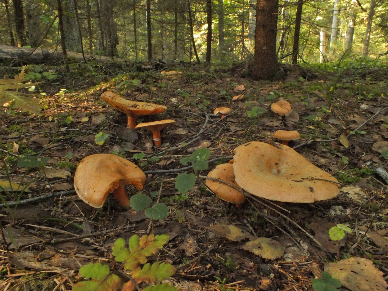 Белые грибы в Карелии