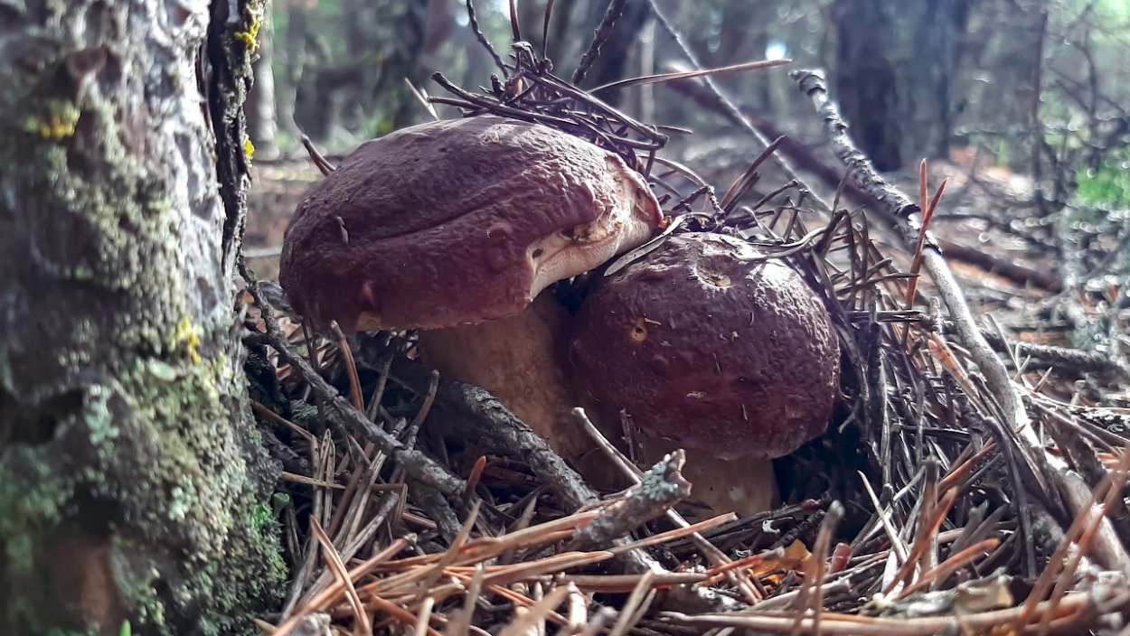 Грибы в Сосновом Бору Ленинградской области