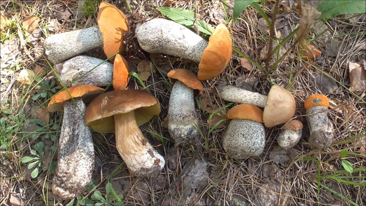 Поляна грибов подосиновиков