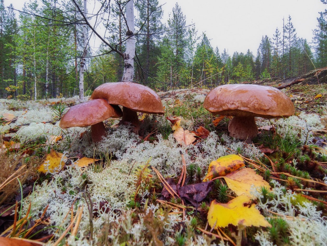 Грибы растущие в хвойных лесах
