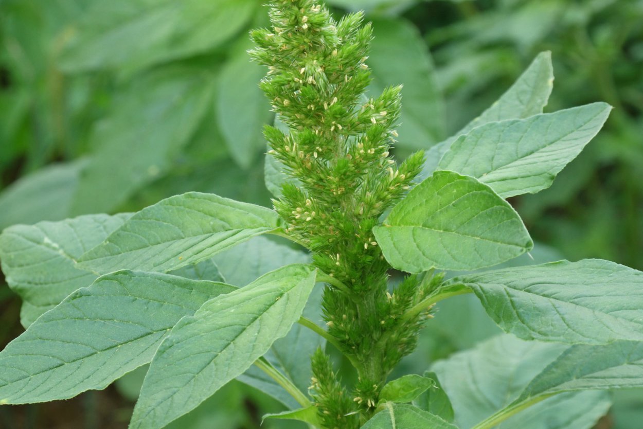 Щирица запрокинутая Amaranthus retroflexus
