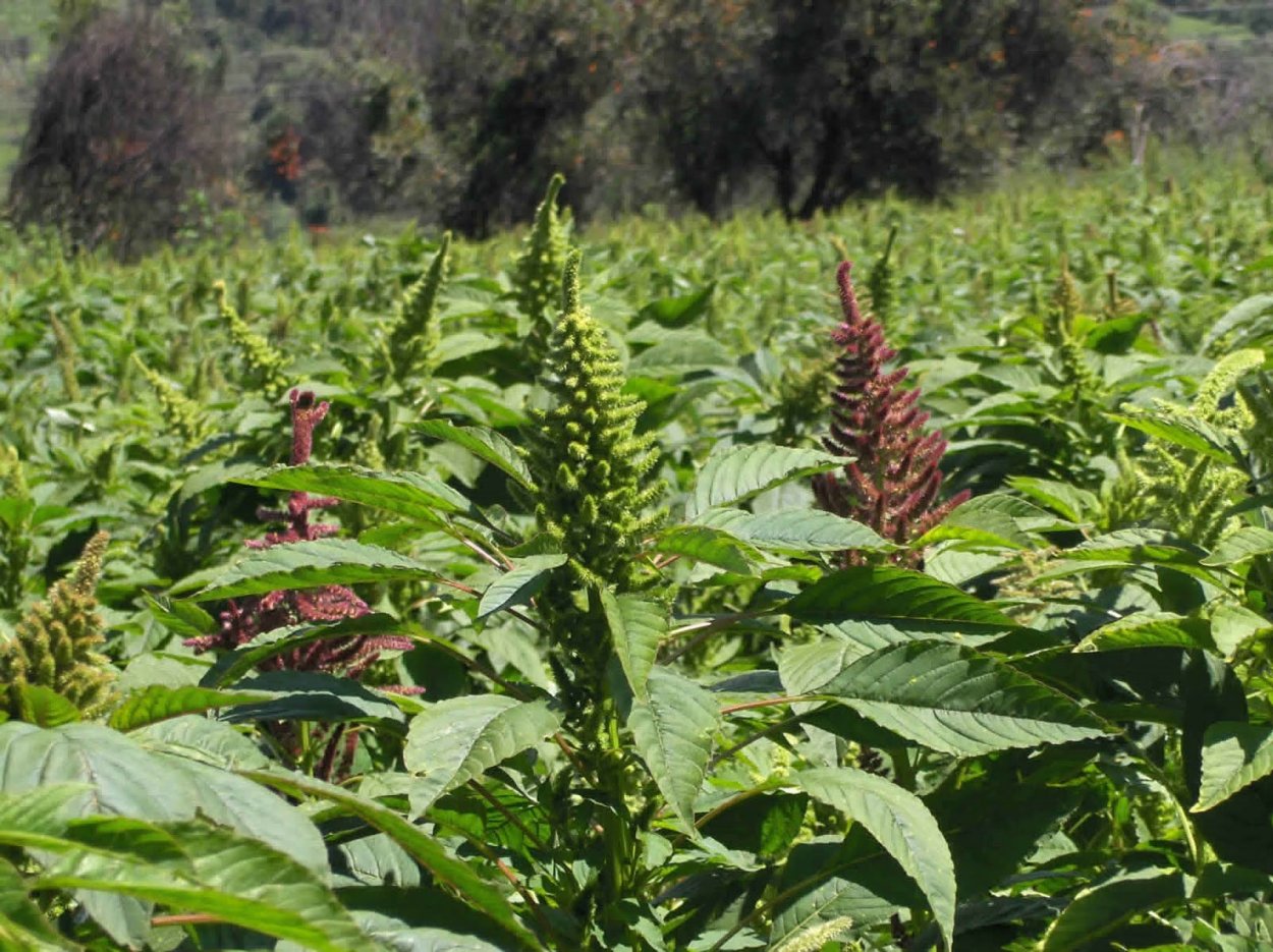 Амарант обыкновенный щирица