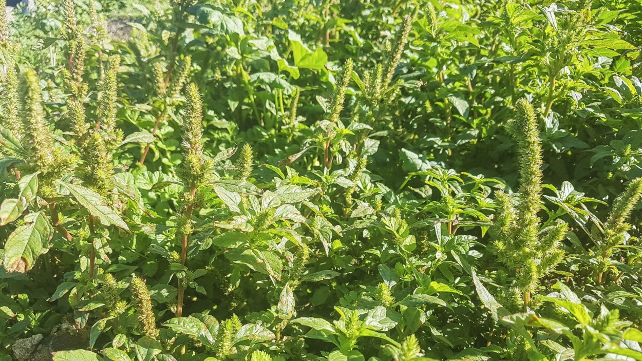 Pigweed растение