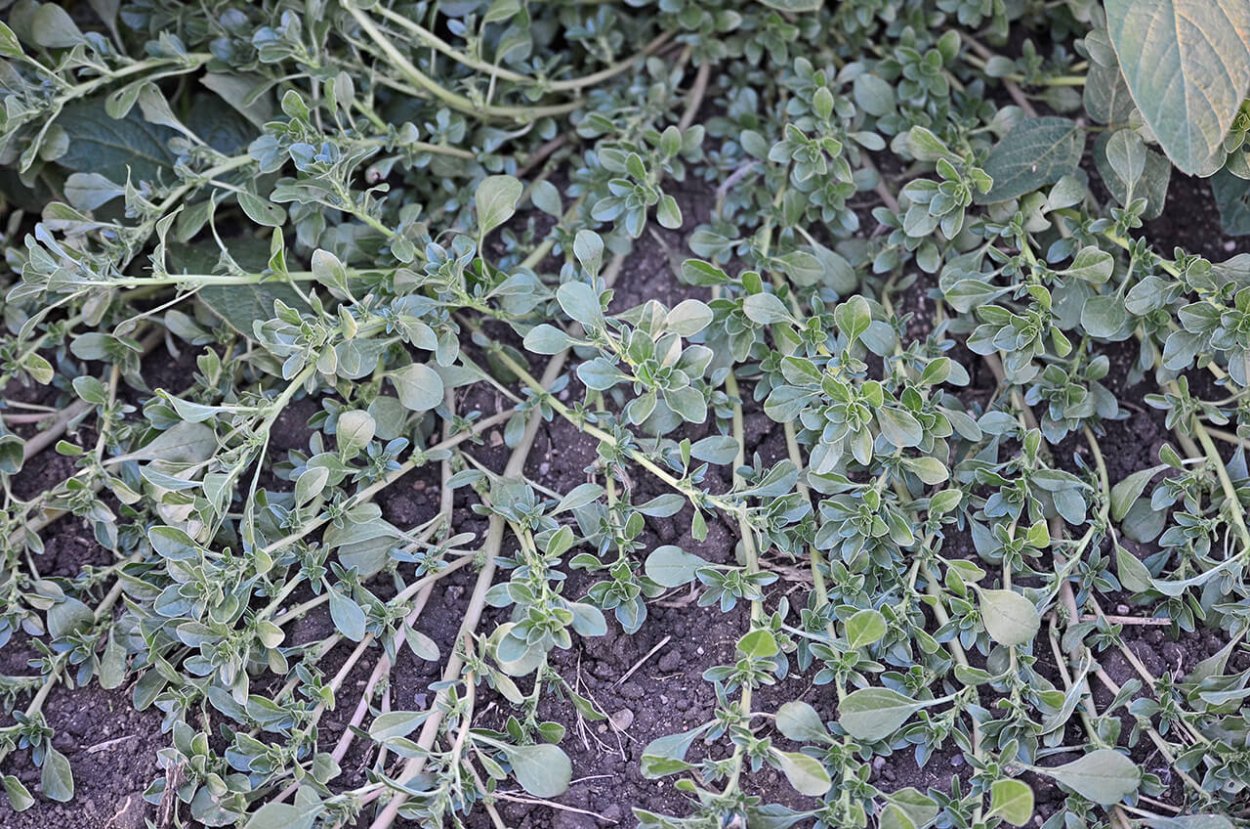 Щирица жминдовидная сорняк