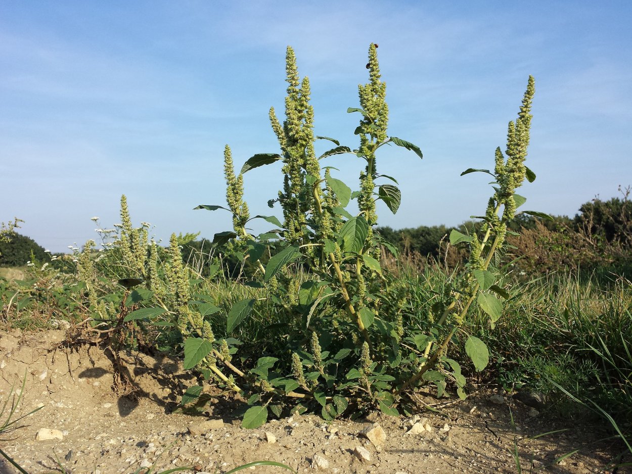 Лебеда щирица