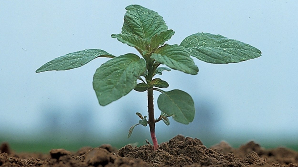 Амарант запрокинутый щирица обыкновенная