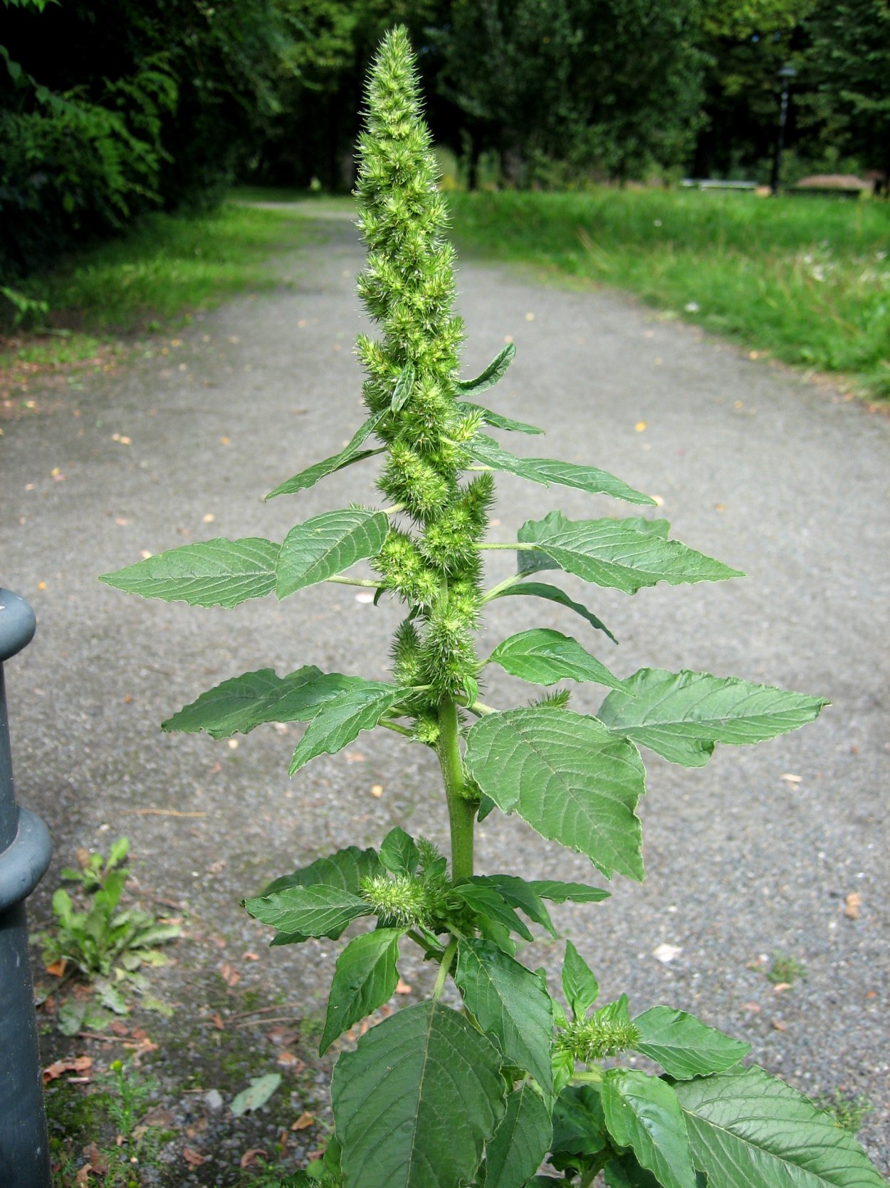 Амарант запрокинутый (Amaranthus retroflexus l.)